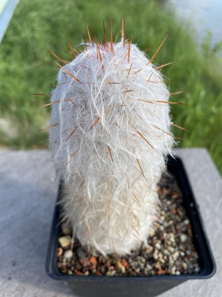 Oreocereus trollii